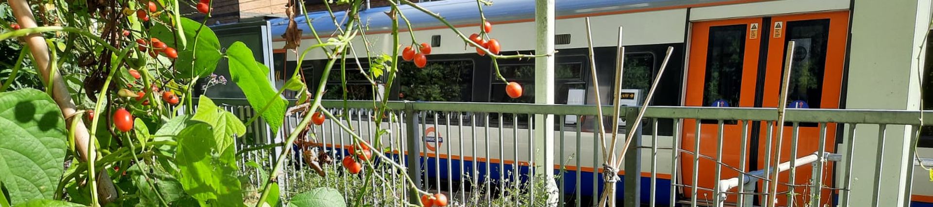 An allotment on the side of a London Overground's platform